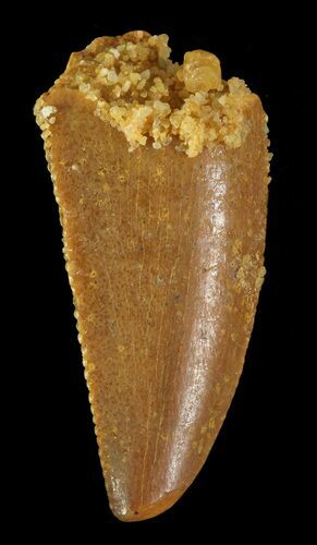 Serrated, Raptor Tooth - Morocco #72609
